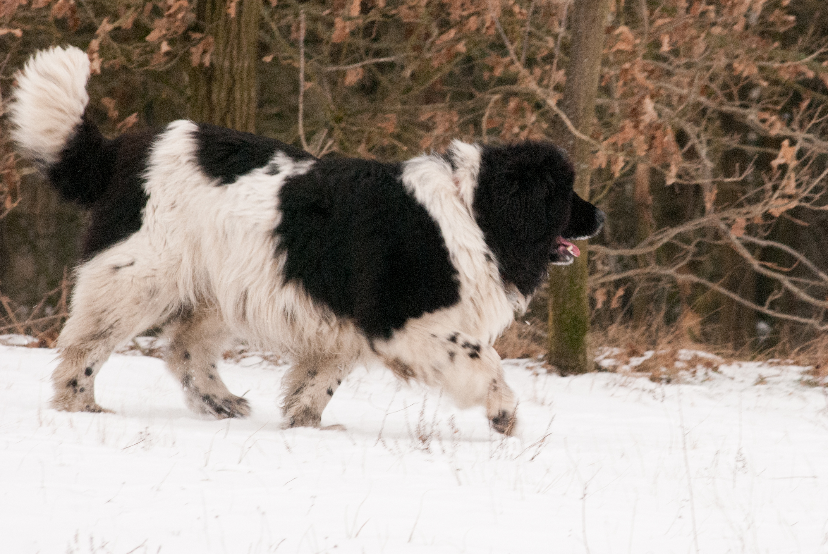 Bild(vereinsleben/bilder/Winter Bilder/Lesley (3).jpg) konnte nicht geladen werden